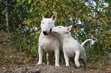 BULL TERRIER 033